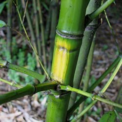 Bambou Phyllostachys aurea F. I.